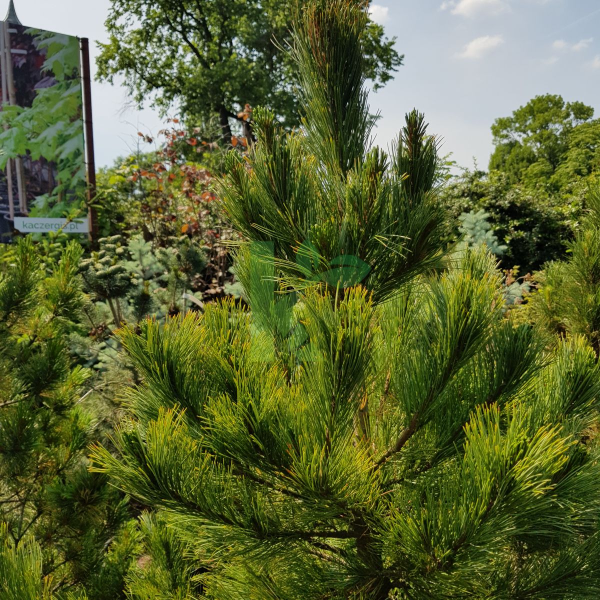 Pinus cembra (Sosna limba)