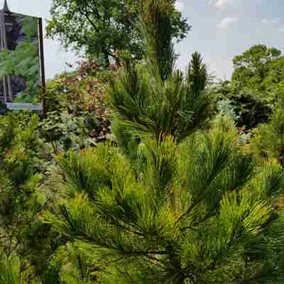 Pinus cembra (Sosna limba)