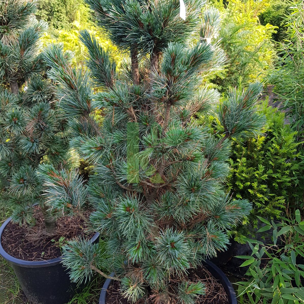 Pinus cembra `Fastigiata` (Sosna limba)