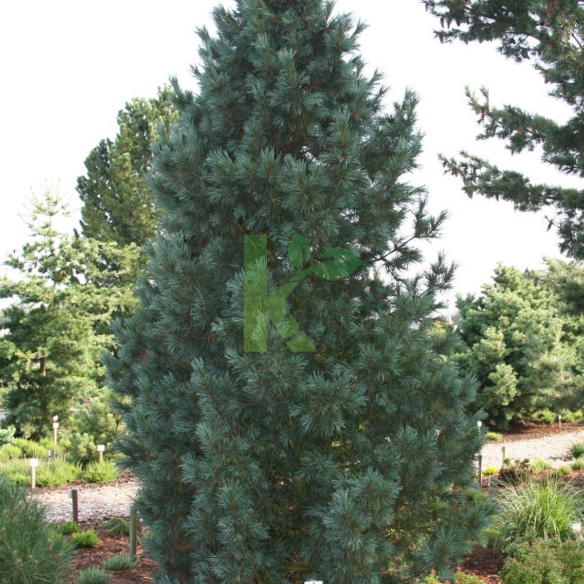 Pinus cembra `Glauca` (Sosna limba)
