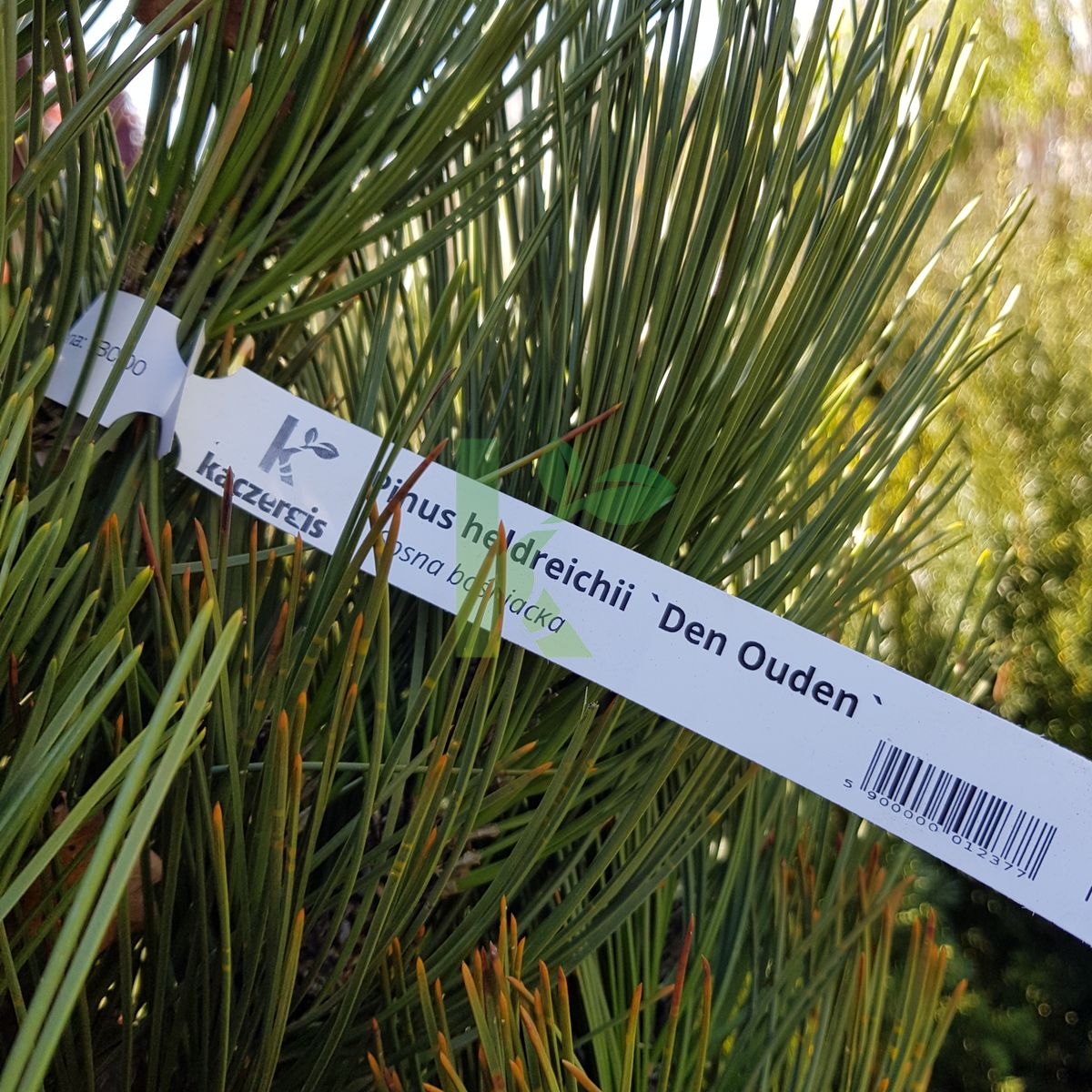 Pinus heldreichii `Den Ouden` (Sosna bośniacka)