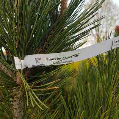 Pinus leucodermis (Sosna bośniacka)