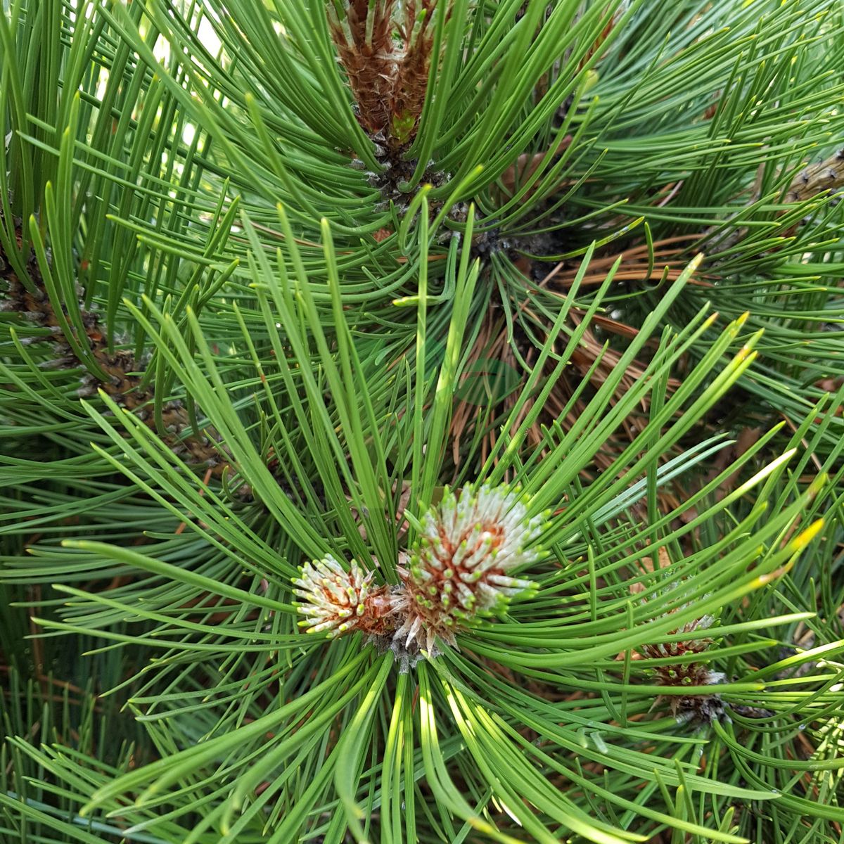 Pinus leucodermis `Compact Gem` (Sosna bośniacka)