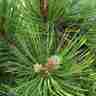 Pinus leucodermis `Compact Gem` (Sosna bośniacka)