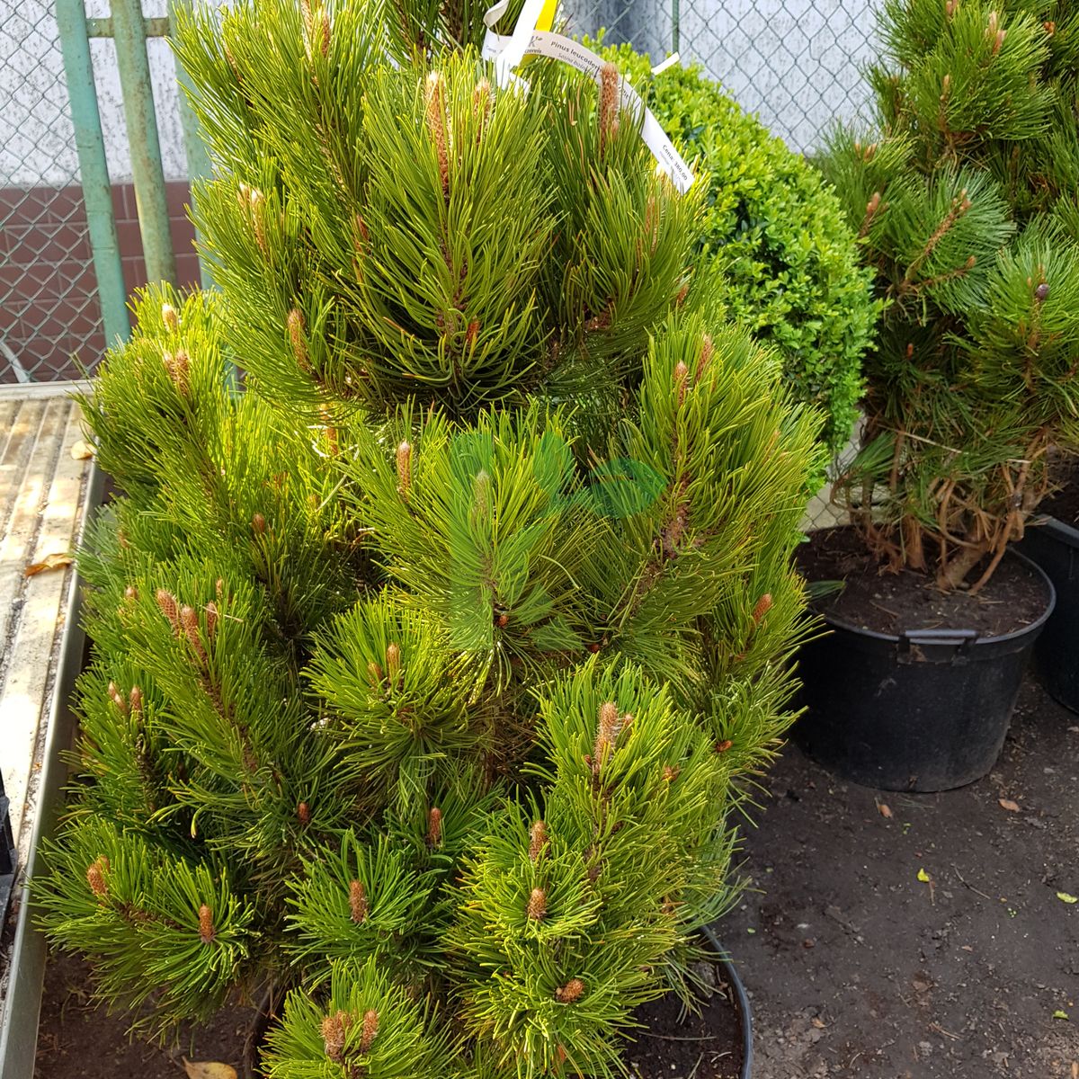 Pinus leucodermis `Satellit` (Sosna bośniacka)