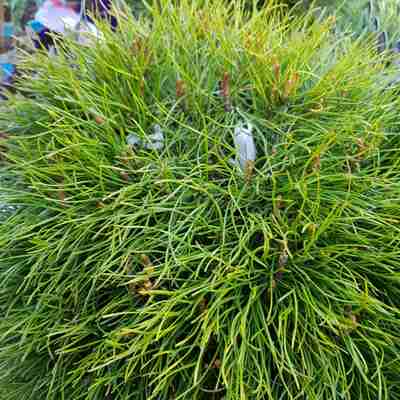Pinus mugo (Sosna kosodrzewina)