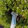 Pinus mugo `Benjamin` (Sosna kosodrzewina)