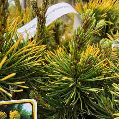 Pinus mugo `Carsten's Wintergold` (Sosna kosodrzewina)