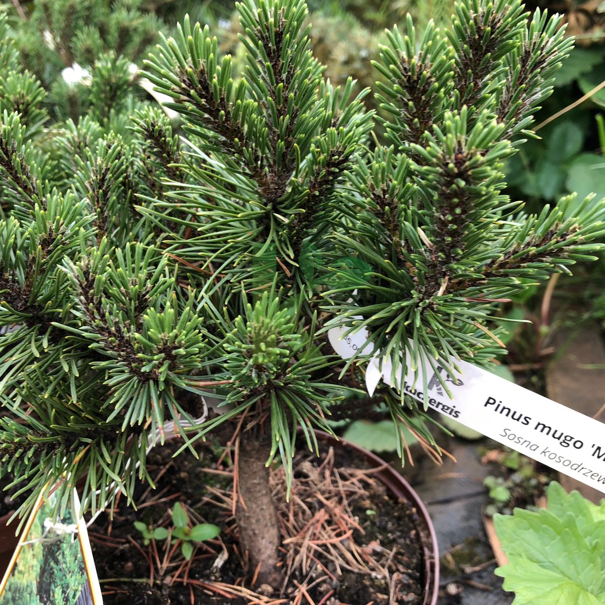 Pinus mugo `Mops` (Sosna kosodrzewina)