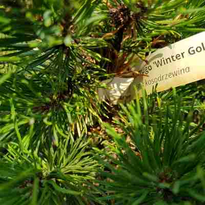 Pinus mugo `Winter Gold` (Sosna kosodrzewina)