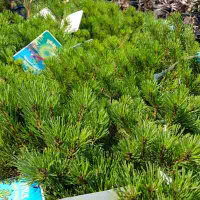 Pinus mugo pumilio `Typ Tirol` (Sosna kosodrzewina)