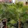 Pinus nigra (Sosna czarna)