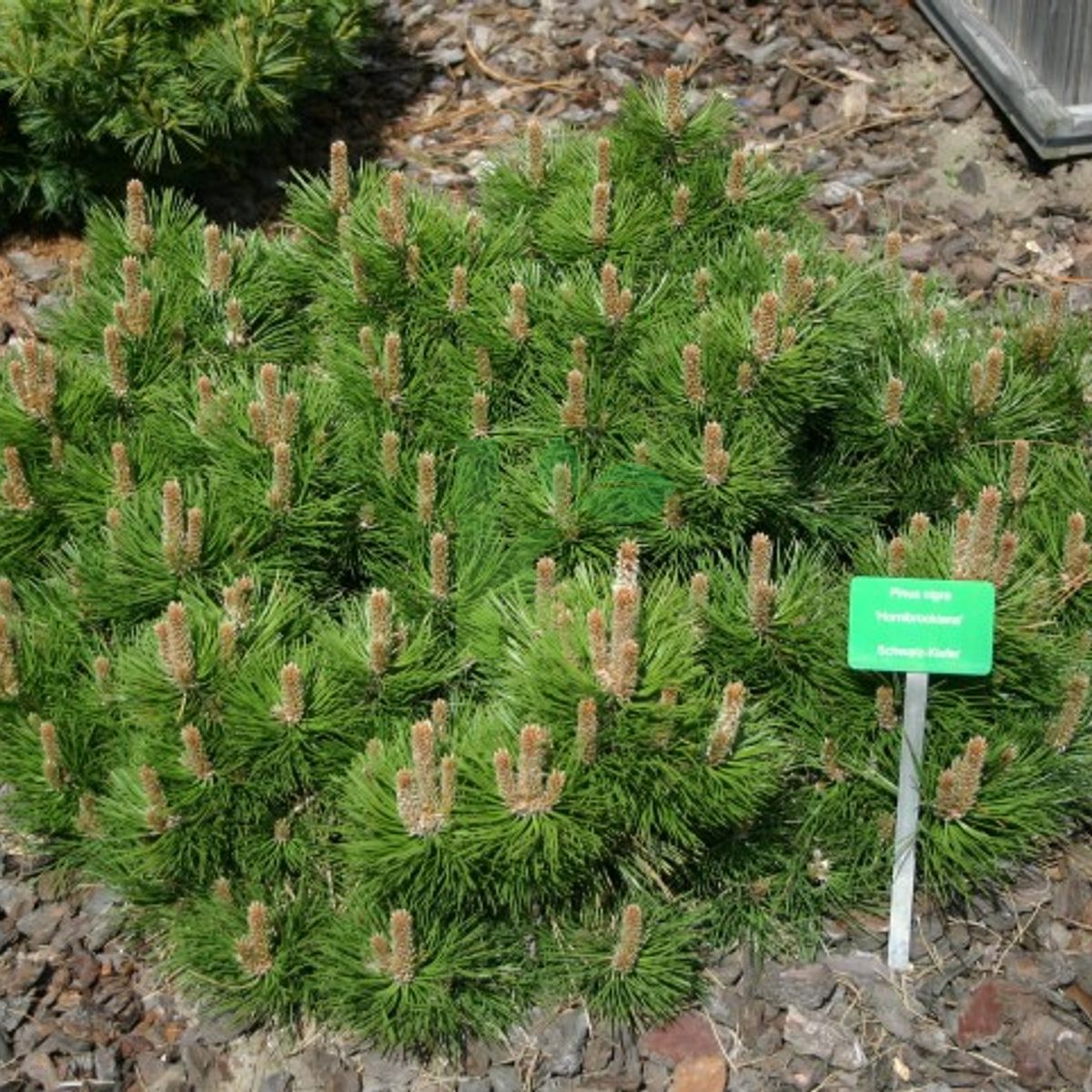 Pinus nigra `Hornibrookiana` (Sosna czarna)