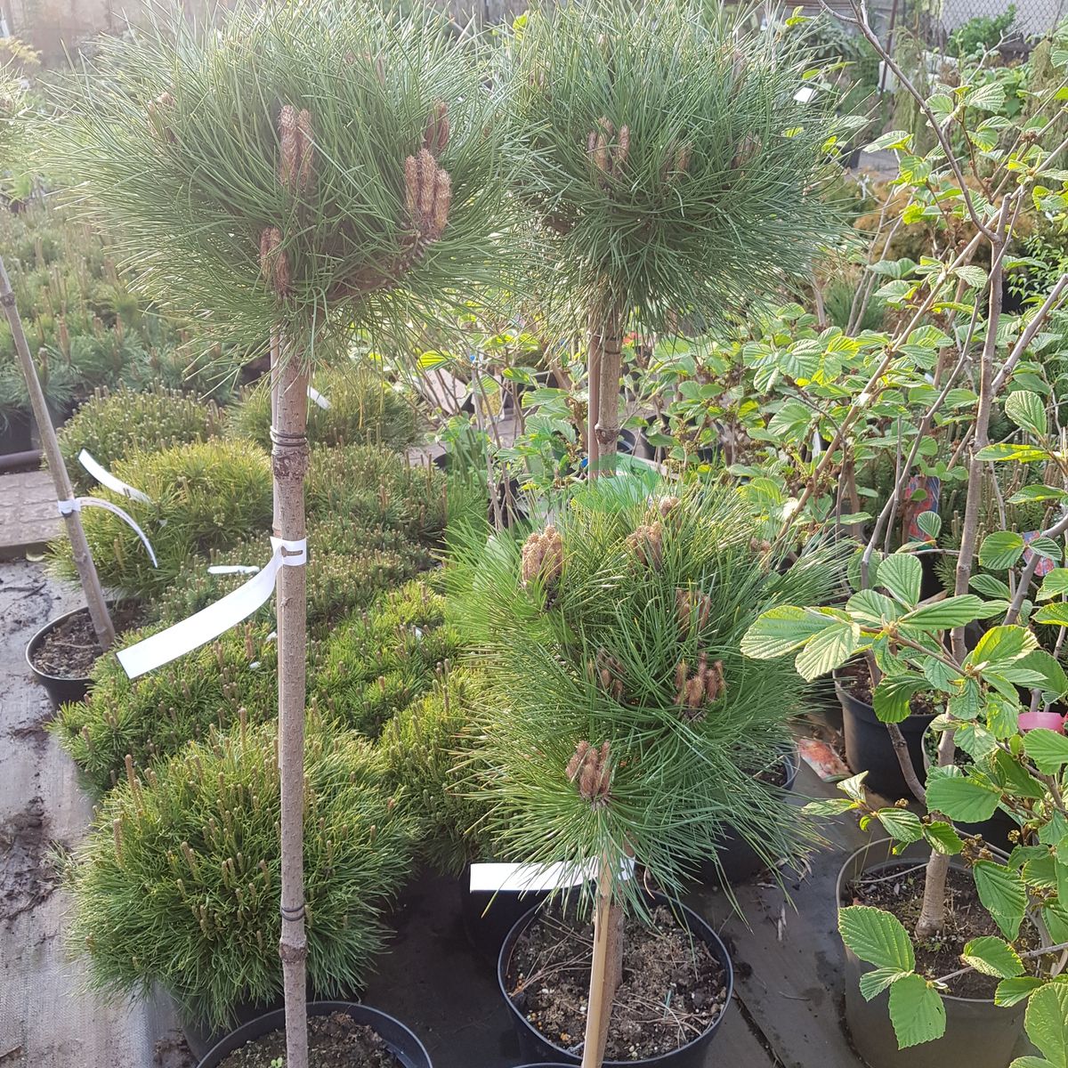 Pinus nigra `Marie Bregeon` (Sosna czarna)