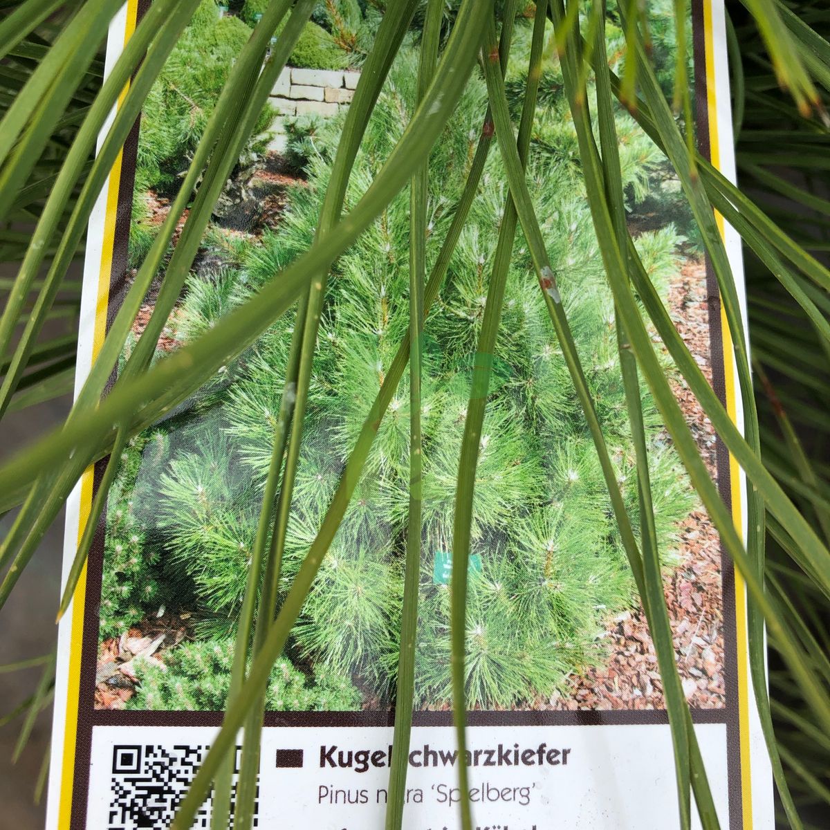 Pinus nigra `Spielberg` (Sosna czarna)