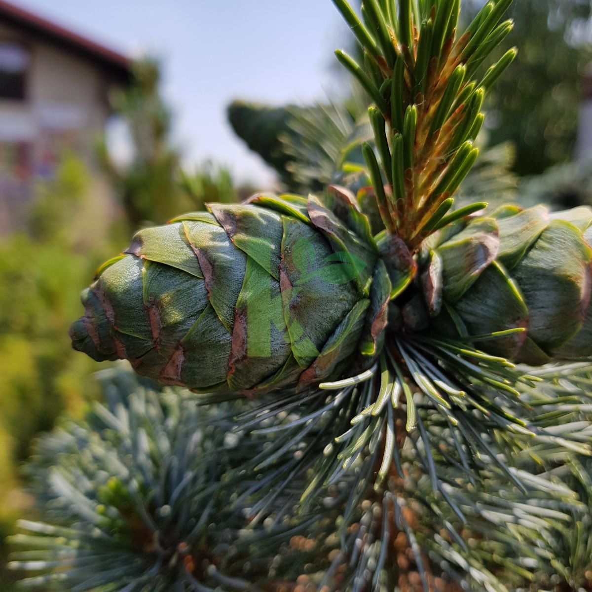 Pinus parviflora `Negishi` (Sosna drobnokwiatowa)