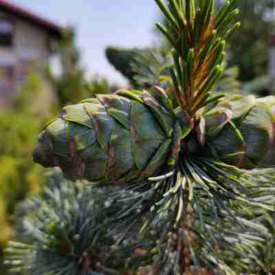 Pinus parviflora `Negishi` (Sosna drobnokwiatowa)