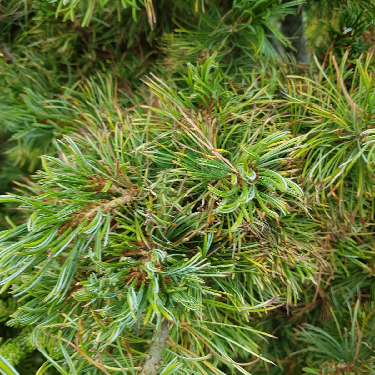 Pinus parviflora `Schoon's Bonsai` (Sosna drobnokwiatowa)
