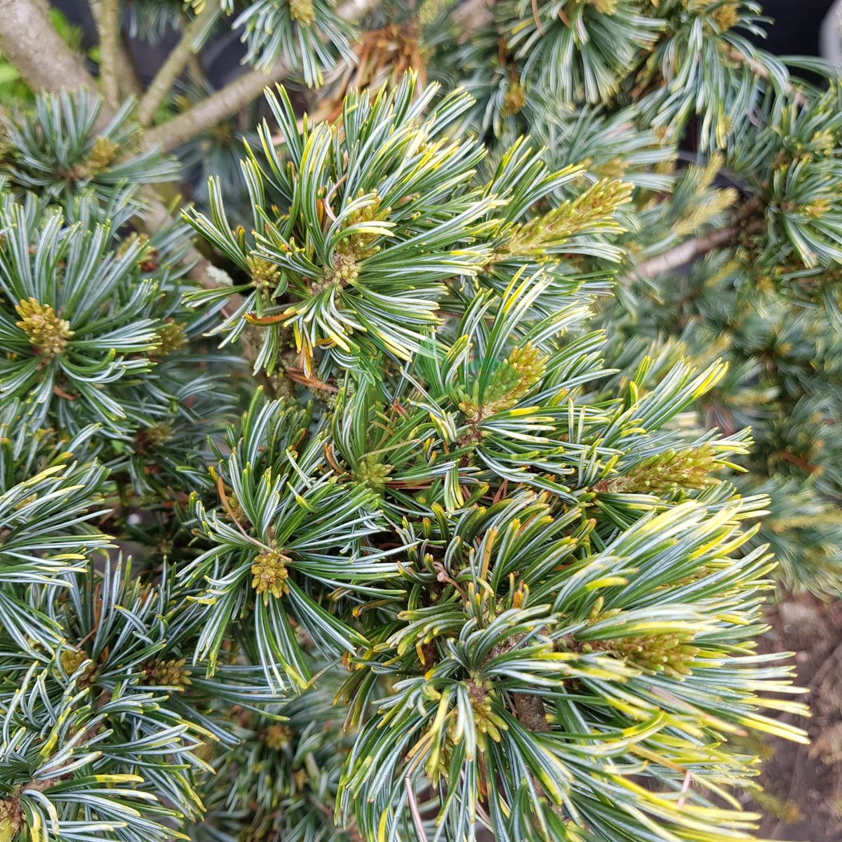 Pinus parviflora `Shikoken` (Sosna drobnokwiatowa)