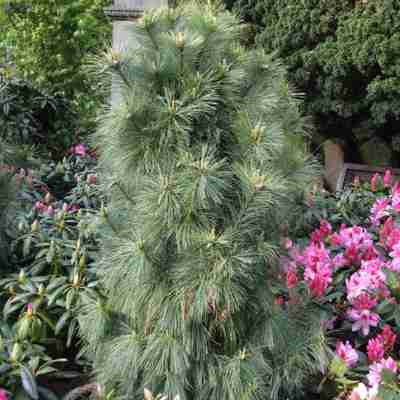 Pinus schwerinii `Wiethorst` (Sosna Schwerina)