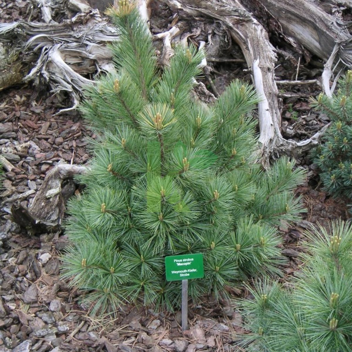 Pinus strobus `Macopin` (Sosna wejmutka)