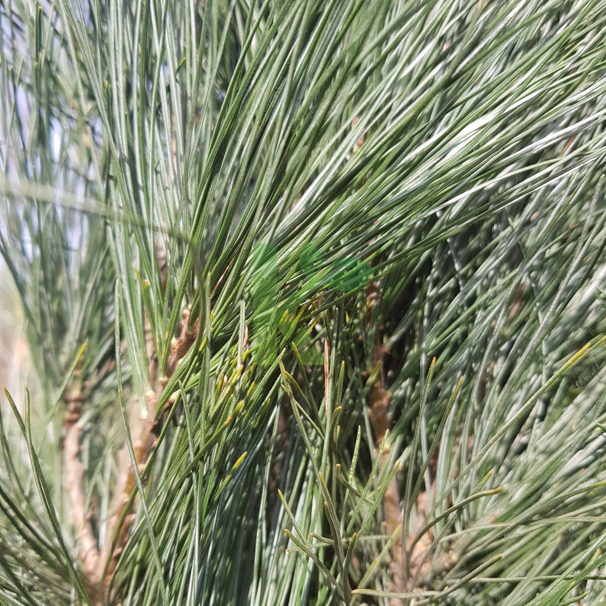 Pinus strobus `Stowe Pillar` (Sosna wejmutka)
