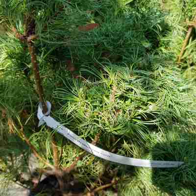 Pinus strobus `Tiny Curls` (Sosna wejmutka)