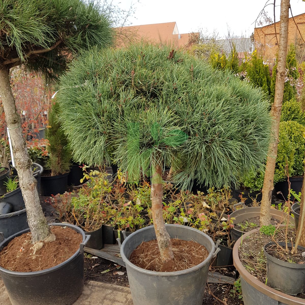 Pinus sylvestris `Glauca` (Sosna pospolita)