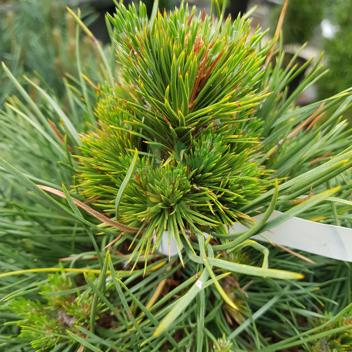 Pinus sylvestris `Globosa Viridis` (Sosna pospolita)