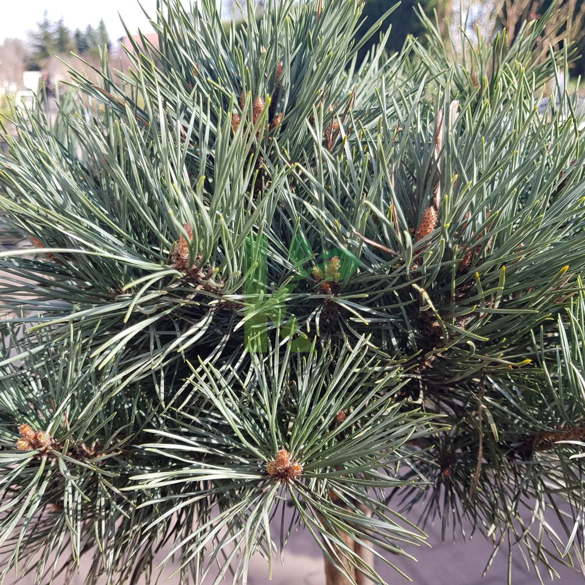Pinus sylvestris `Watereri` (Sosna pospolita)