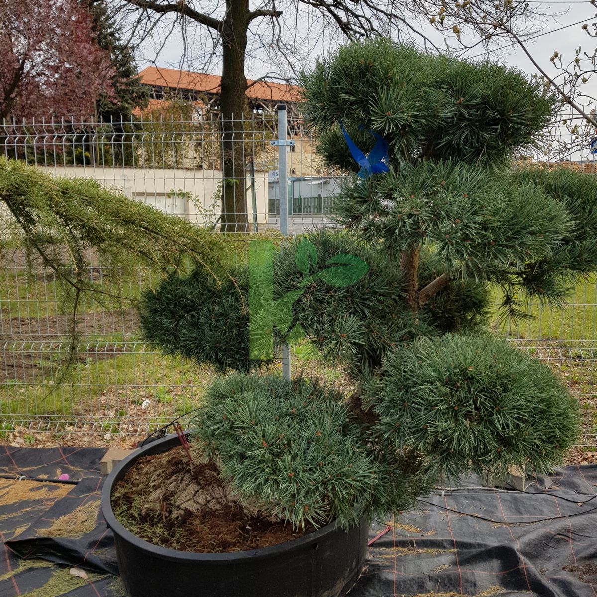 Pinus sylvestris `Watereri Bonsai` (Sosna pospolita)