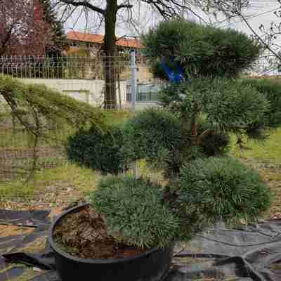 Pinus sylvestris `Watereri Bonsai` (Sosna pospolita)