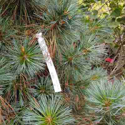 Pinus wallichiana `Nana` (Sosna himalajska)