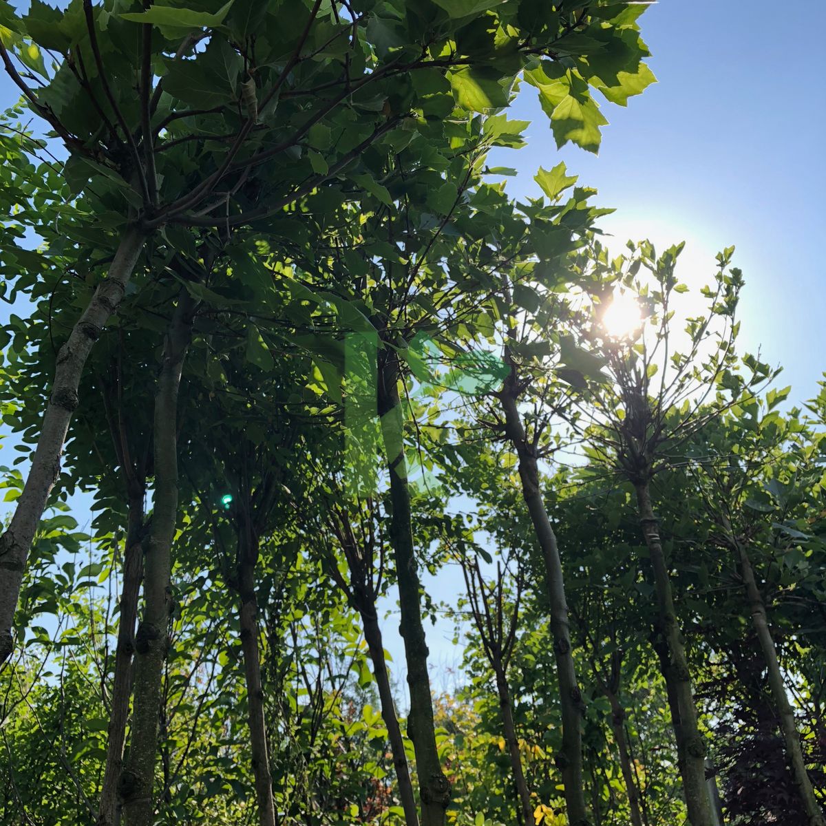 Platanus hispanica `Alphen's Globe` (Platan klonolistny)