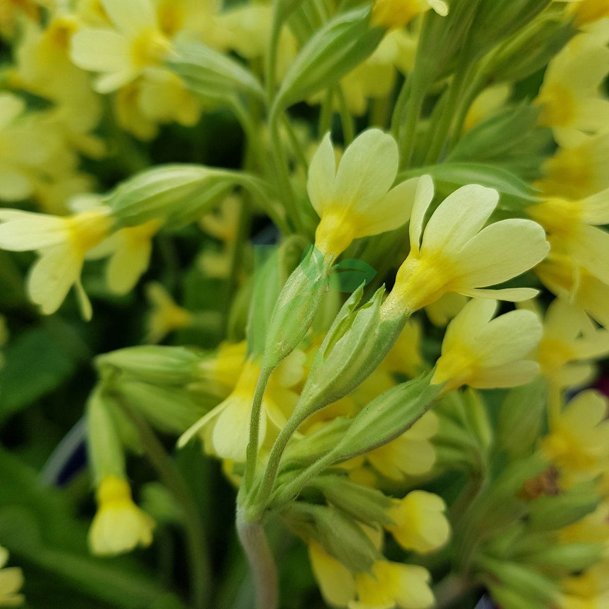 Primula elatior (Pierwiosnek wyniosły)