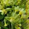 Primula elatior (Pierwiosnek wyniosły)