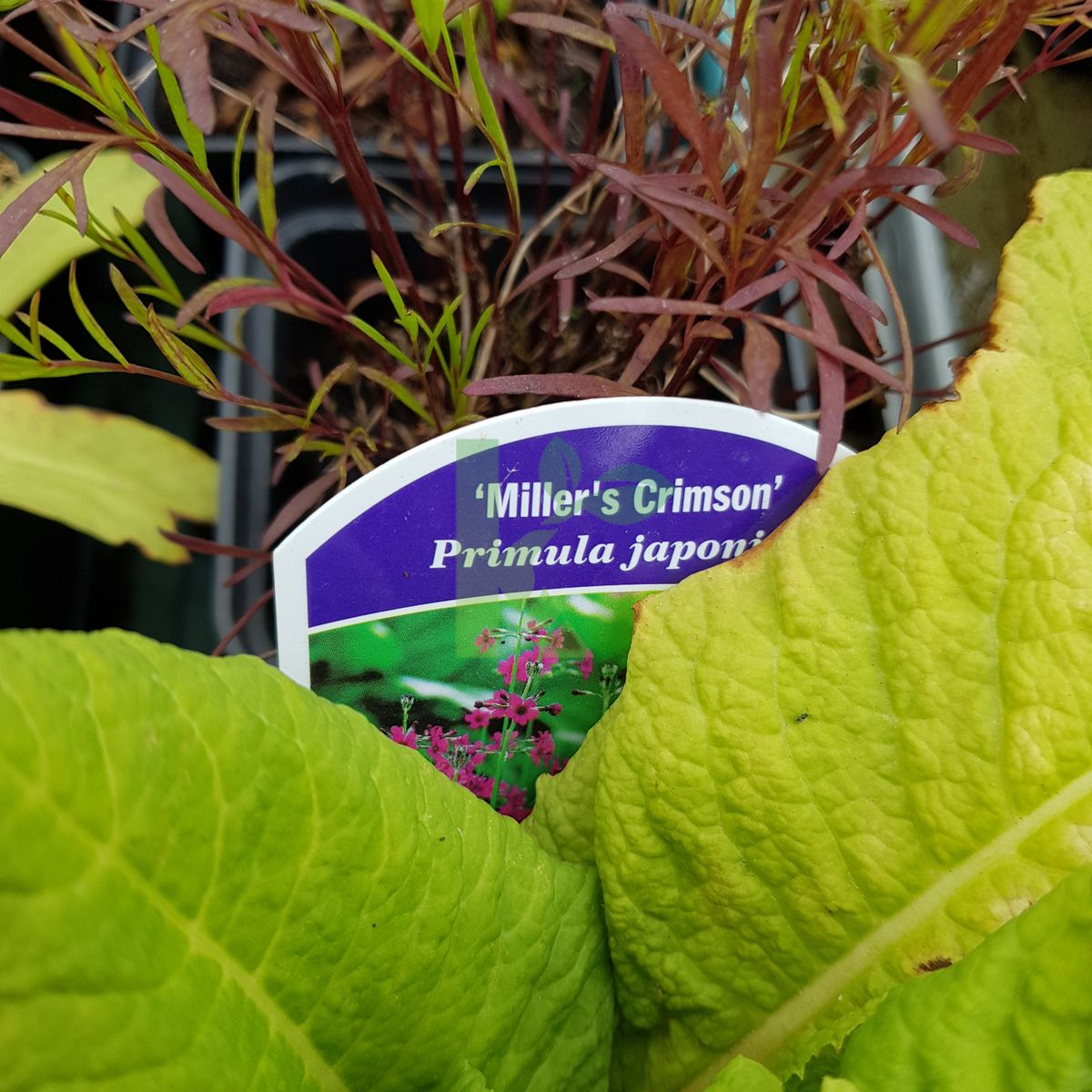 Primula japonica `Miller's Crimson` (Pierwiosnek japoński)