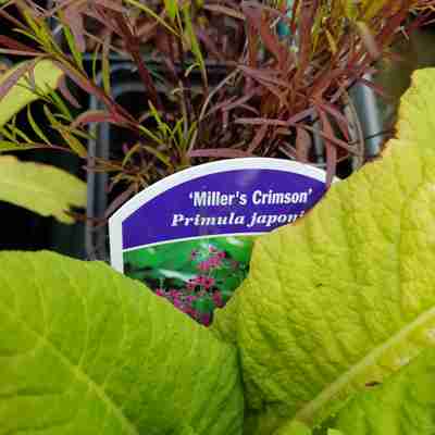 Primula japonica `Miller's Crimson` (Pierwiosnek japoński)