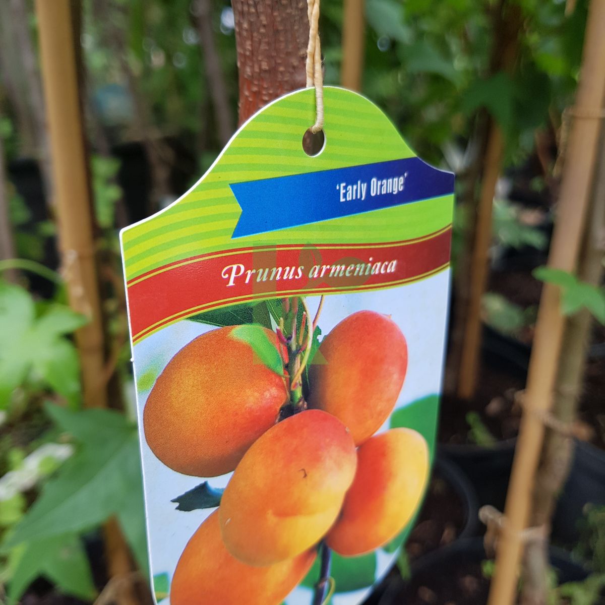 Prunus armeniaca `Early Orange` (Morela)