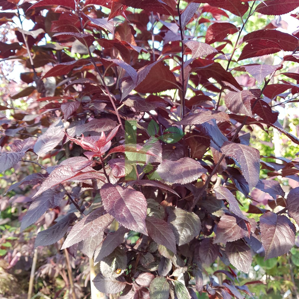 Prunus cerasifera `Nigra` (Śliwa wiśniowa)