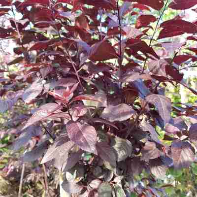 Prunus cerasifera `Nigra` (Śliwa wiśniowa)