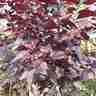 Prunus cerasifera `Nigra` (Śliwa wiśniowa)