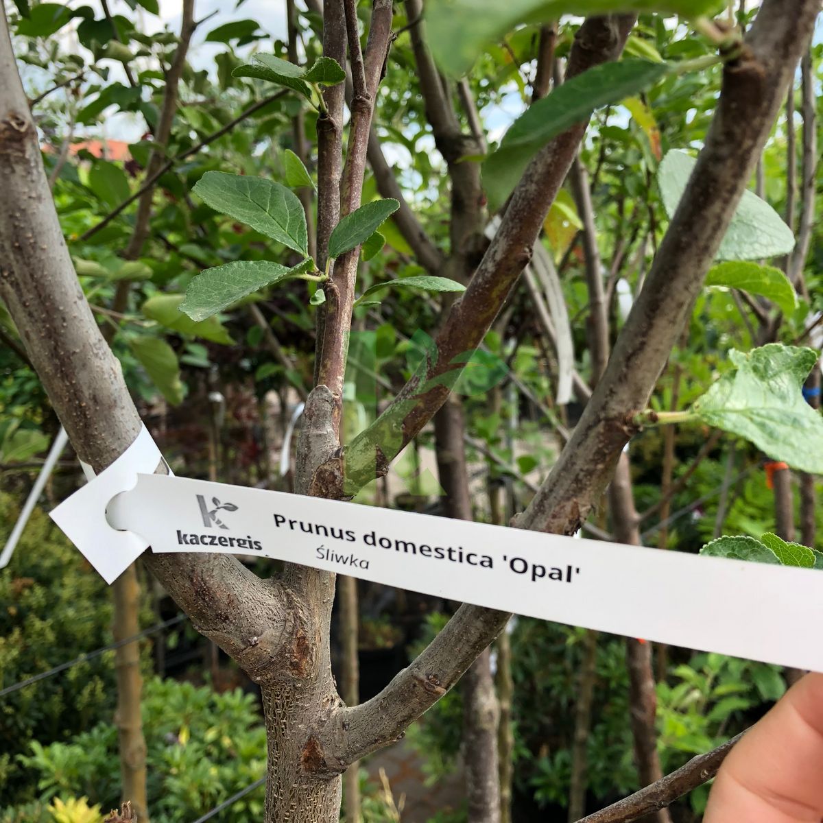 Prunus domestica `Opal` (Śliwka)