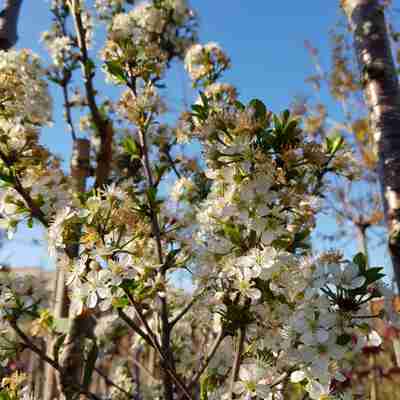 Prunus eminens `Umbraculifera` (Wiśnia osobliwa)