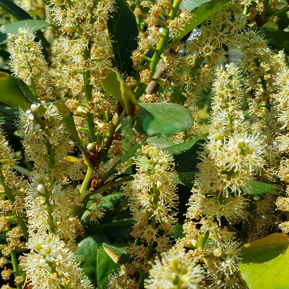 Prunus laurocerasus `ETNA Anbri` (Laurowiśnia wschodnia)