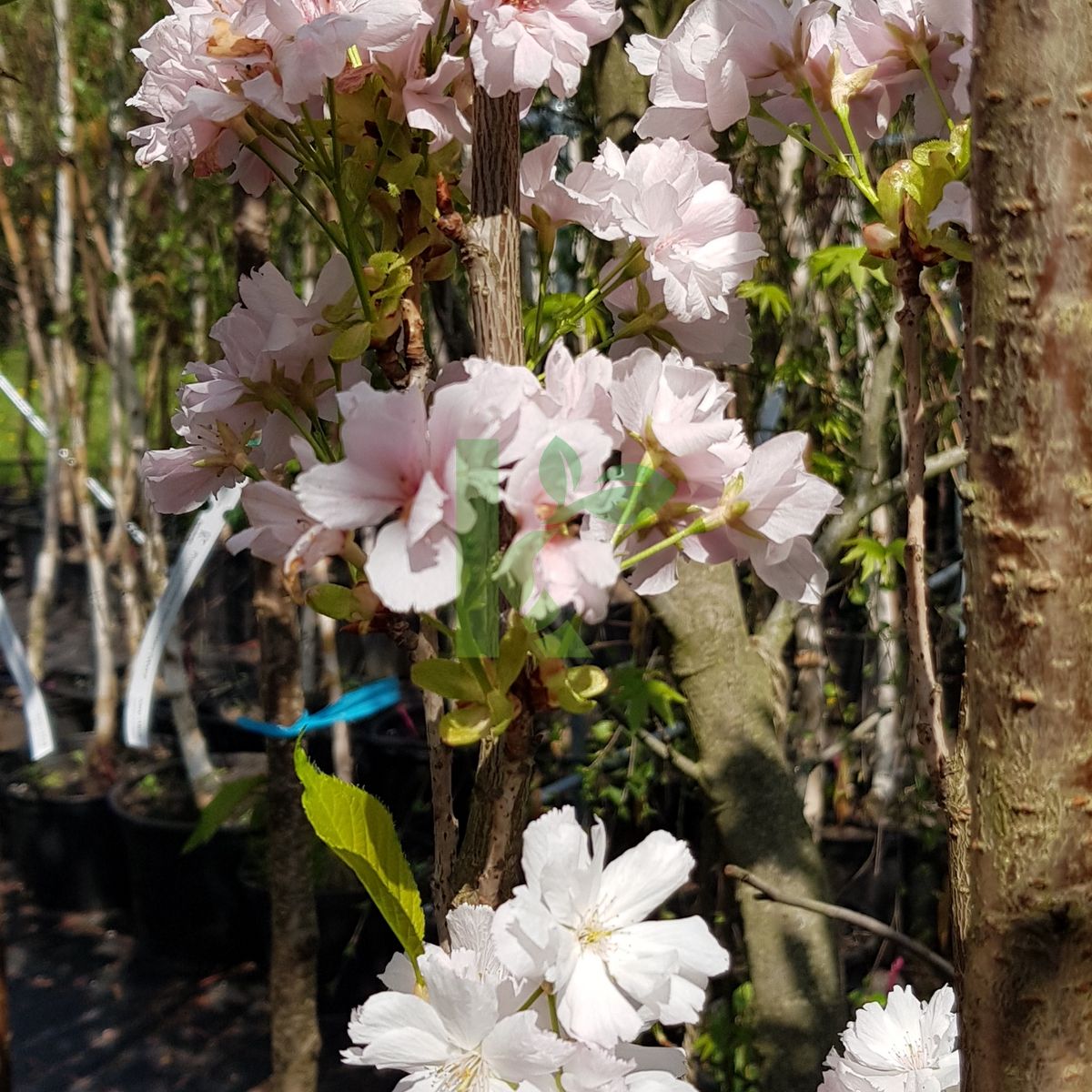 Prunus serrulata `Amanogawa` (Wiśnia piłkowana)