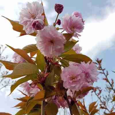 Prunus serrulata `Kanzan` (Wiśnia piłkowana)