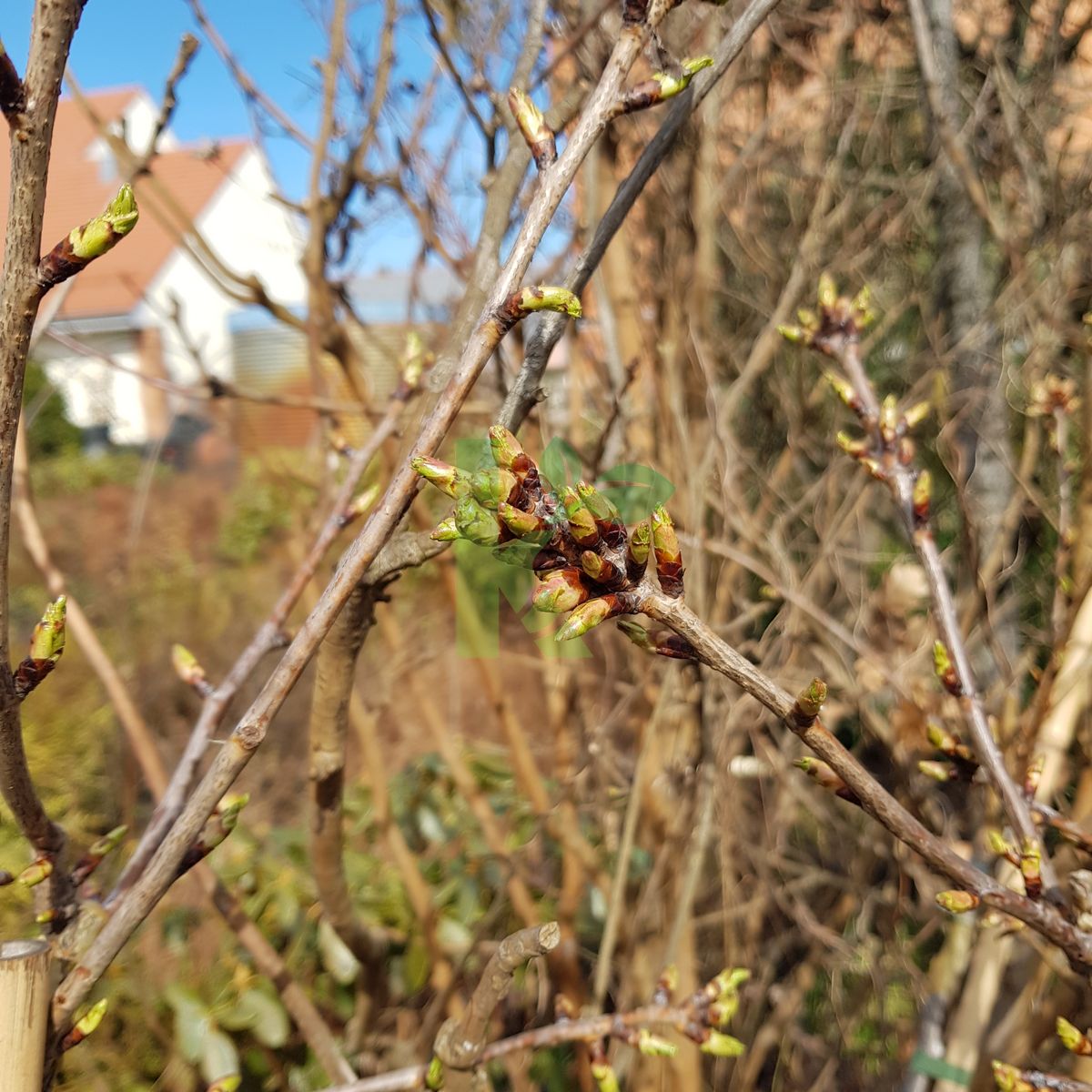 Prunus serrulata `Kiku-shidare-zakura` (Wiśnia piłkowana)