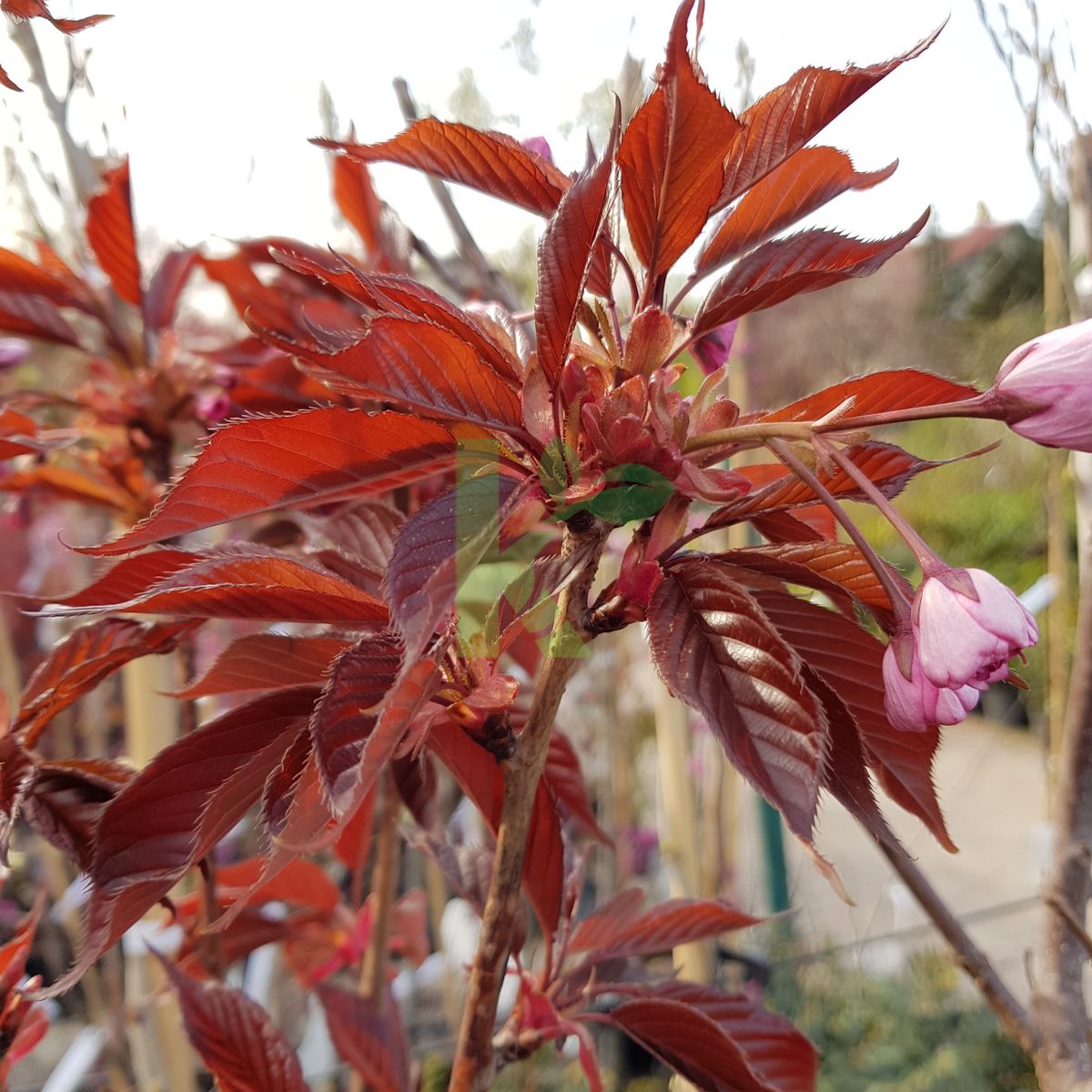 Prunus serrulata `Royal Burgundy` (Wiśnia piłkowana)