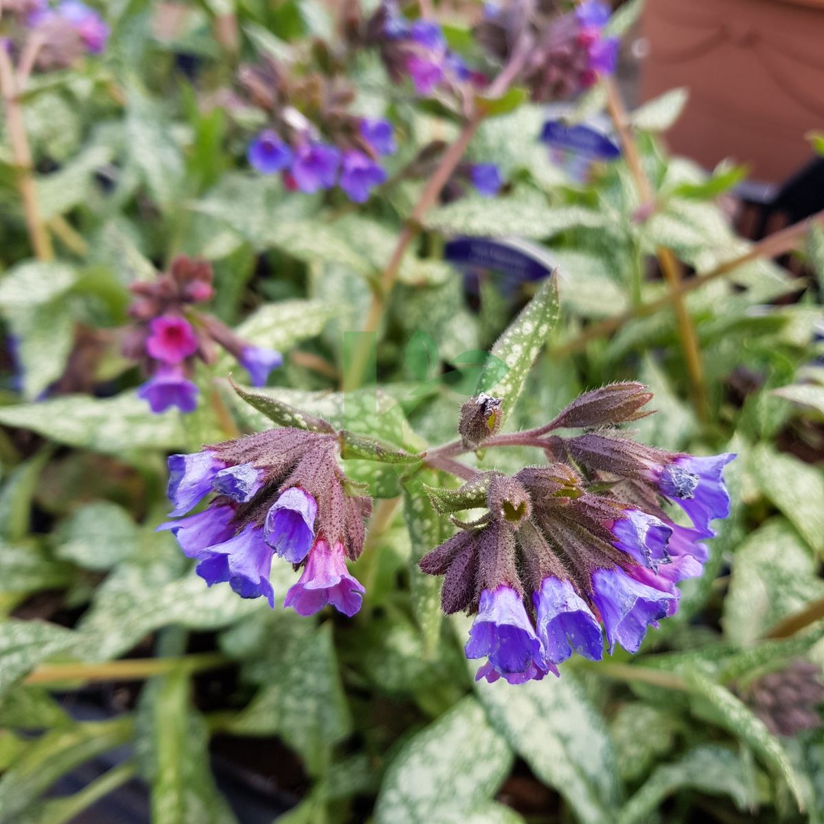 Pulmonaria `Trevi Fountain` (Miodunka)